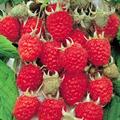 Rubus Idaeus